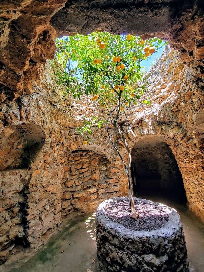 Fruit Trees Growing Underground, And Actually Producing