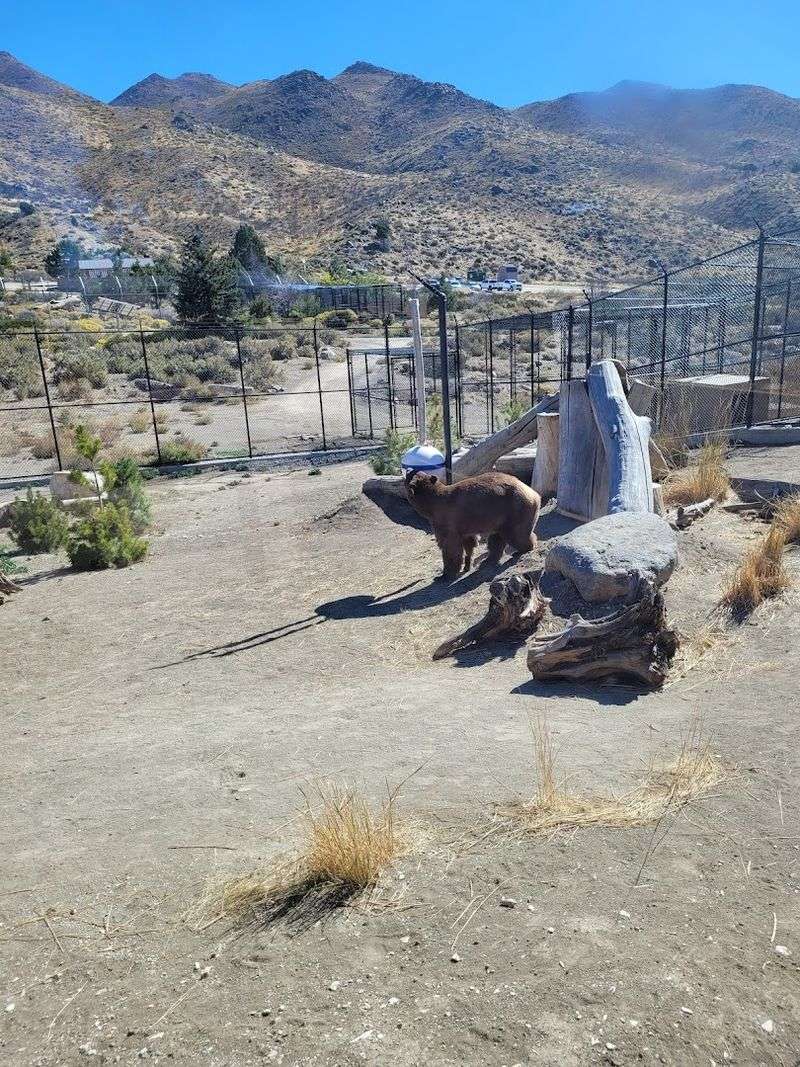 Animal Ark Has Been Caring For Wildlife Since The Early 1980s