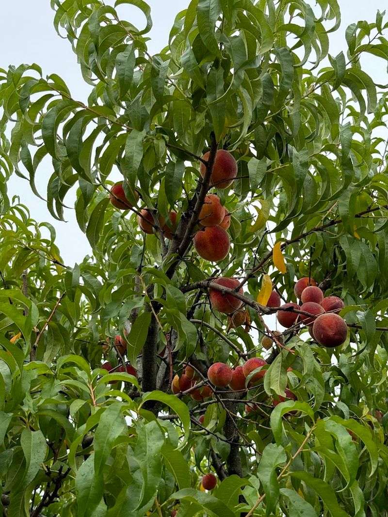 Seasonal Berry Varieties Available For Picking