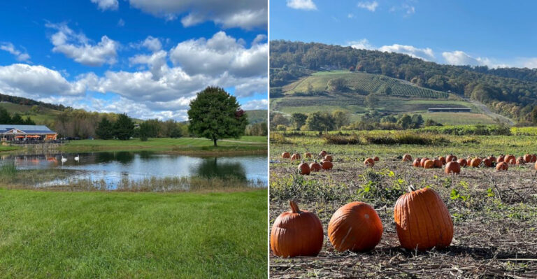 The Scenic Virginia Berry Farm Offering A Hands On Fruit Picking Experience With Treats
