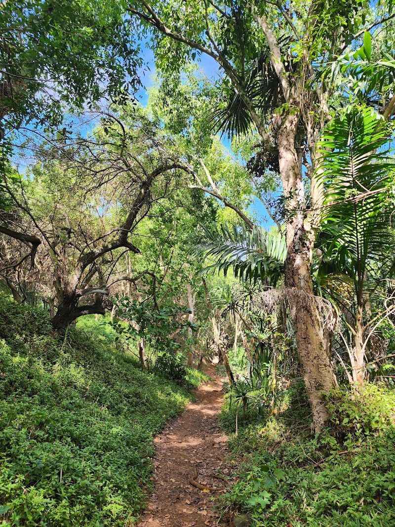 Lush Vegetation That Defines The Trail