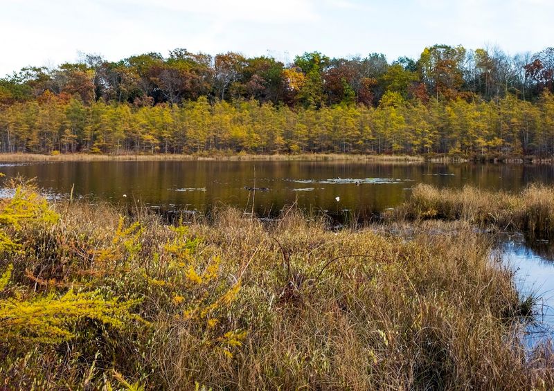 Spring And Fall Bring The Most Dramatic Colors To The Bog