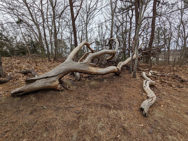 A Forest With More Character Than You Expect