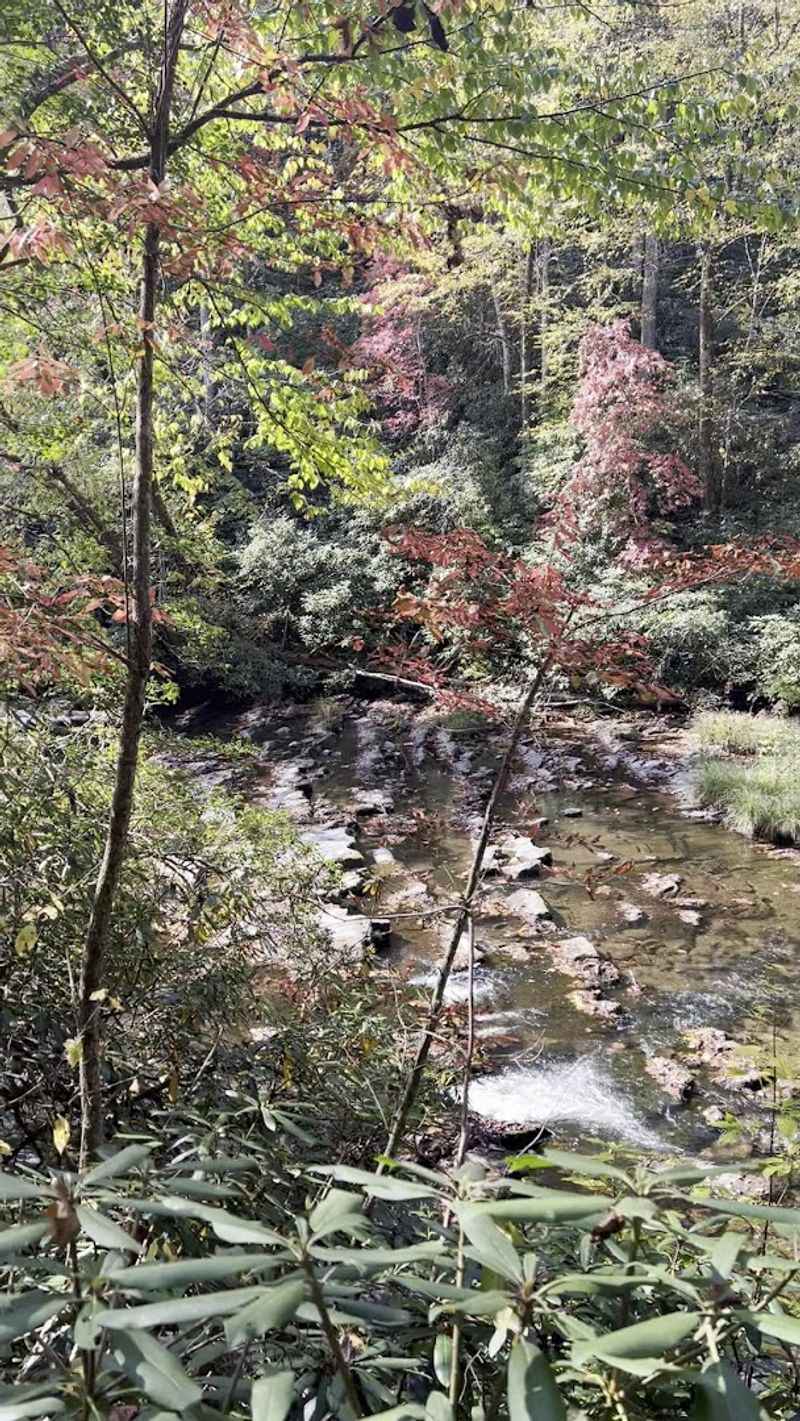 Following Abrams Creek Through The Forest