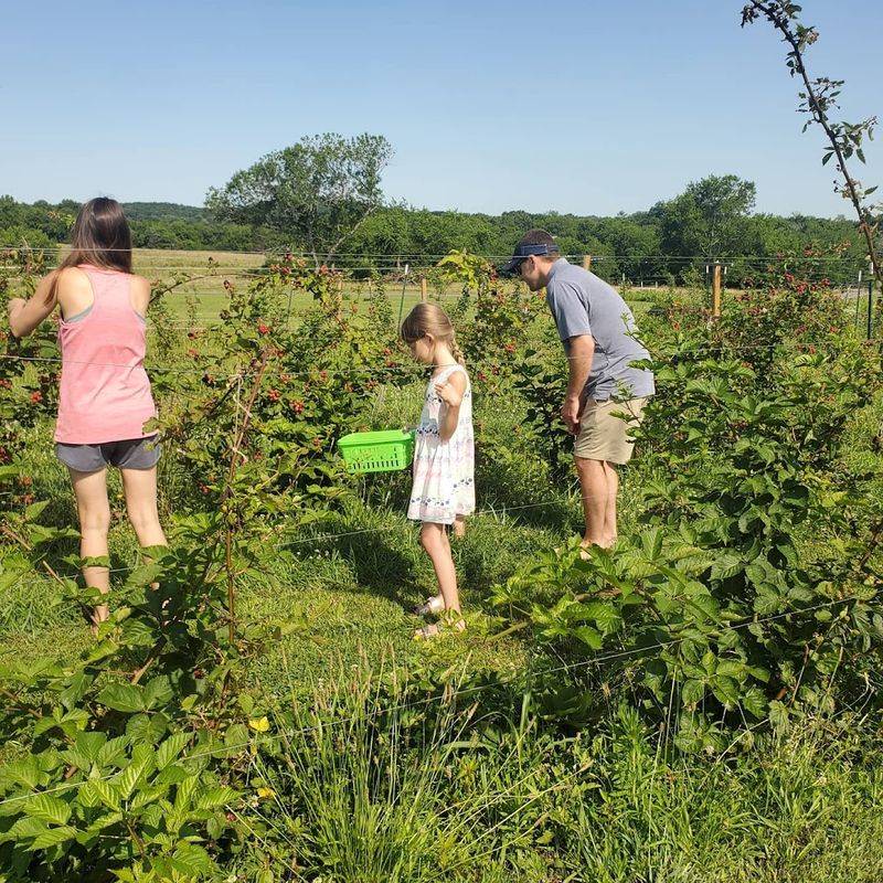 Blackberry Picking Season And Why Timing Matters