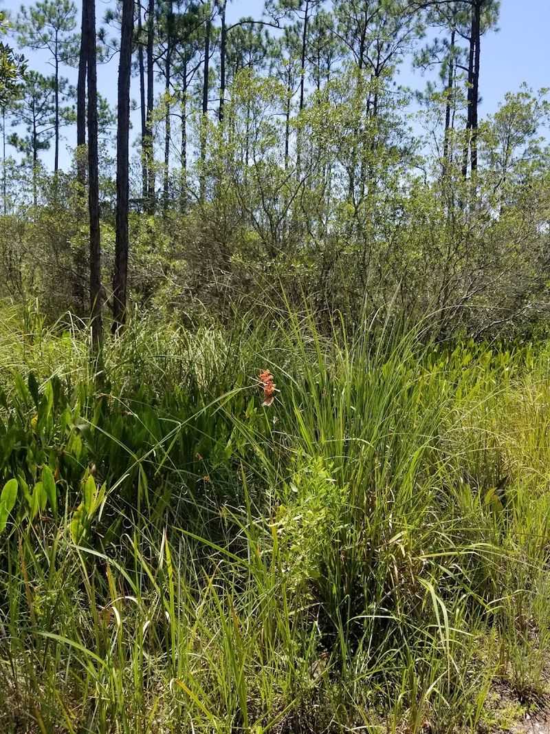 Flora And Fauna Unique To The Trail