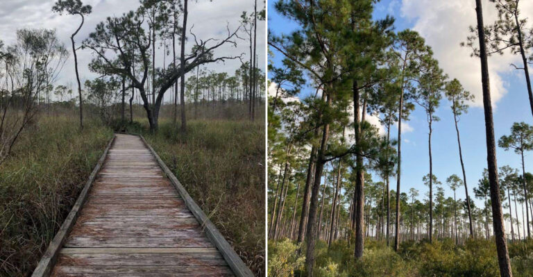 The Underrated Louisiana Trail That Takes You Through A Fairytale Forest To A Secret Shoreline