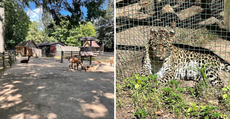 The Underrated Massachusetts Zoo That Deserves Way More Attention