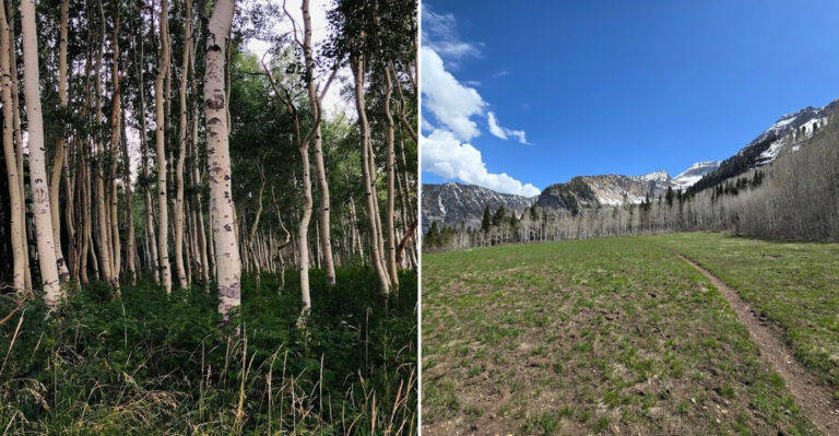 The Utah Hidden Meadow That Offers One Of The Most Peaceful Hikes In The Rockies
