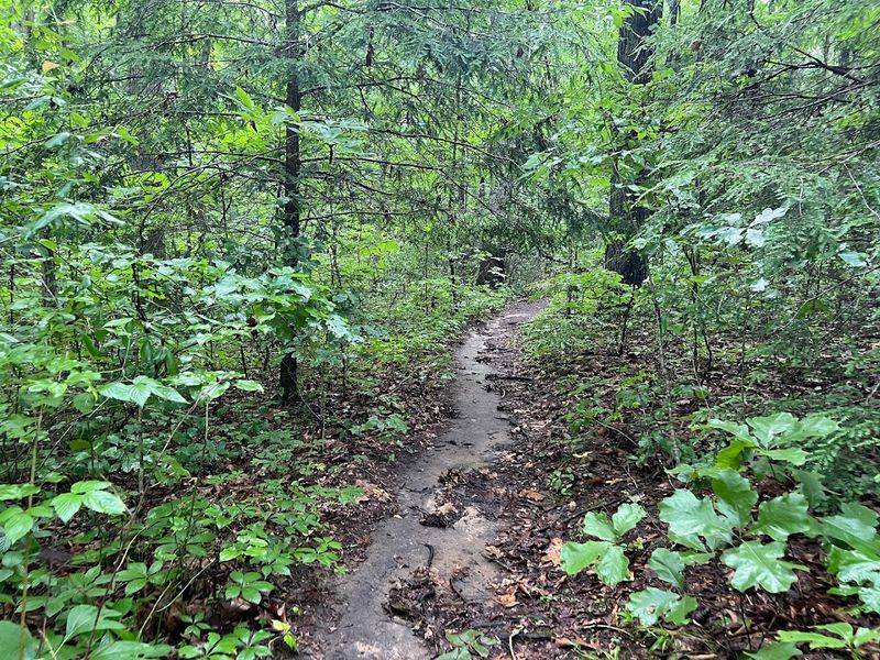 The Trail Layout And What To Expect Underfoot