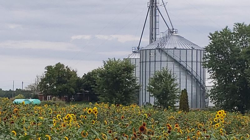 Sunflowers Of Sanborn