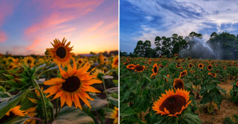 These 9 New York Sunflower Fields Are So Breathtaking Locals Swear They Feel Like A Van Gogh Painting