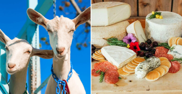 These New York Dairy Farms Let You Watch Artisan Cheese Being Made And Leave With More Than You Planned