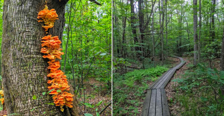These New York Forests Have Mushroom Foraging Spots That Locals Guard Like A Trade Secret