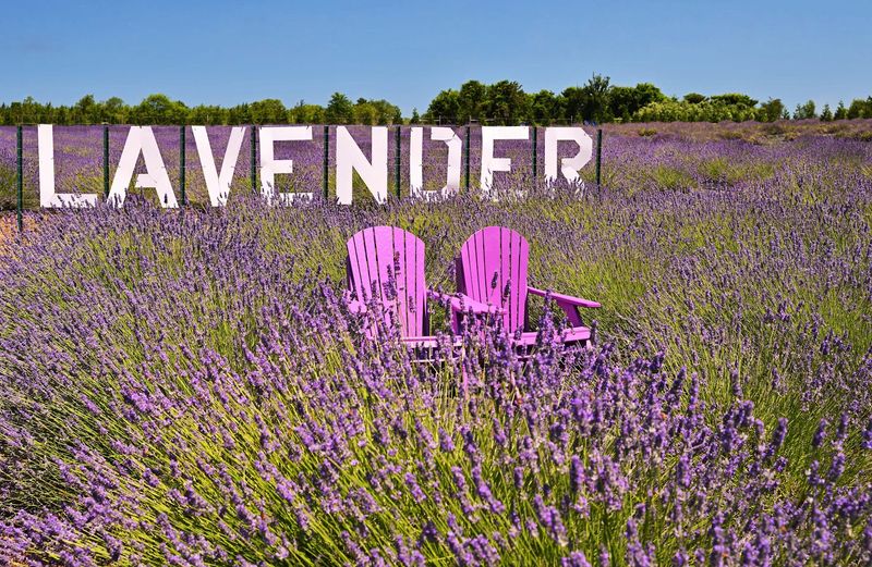 Lavender By The Bay Calverton