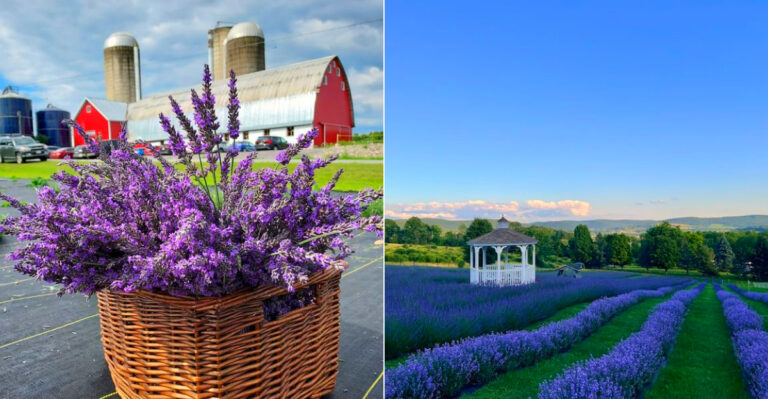 These New York Lavender Retreats Feel Lifted Straight From The French Countryside