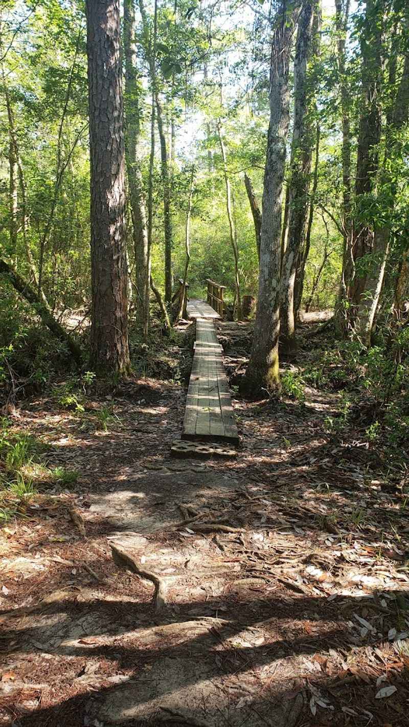 A Forest That Feels Like A Different World