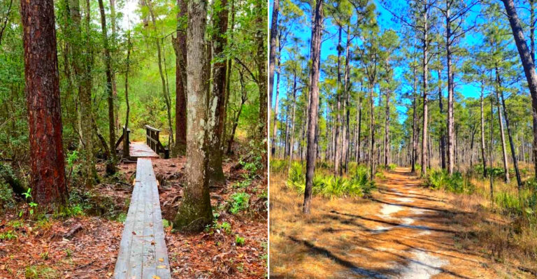 This 12-Mile Trail In Mississippi Deserves A Spot On Your 2026 Bucket List