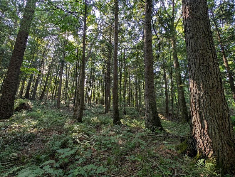 It Protects One Of Wisconsin's Finest Old-Growth Pine-Hemlock Stands