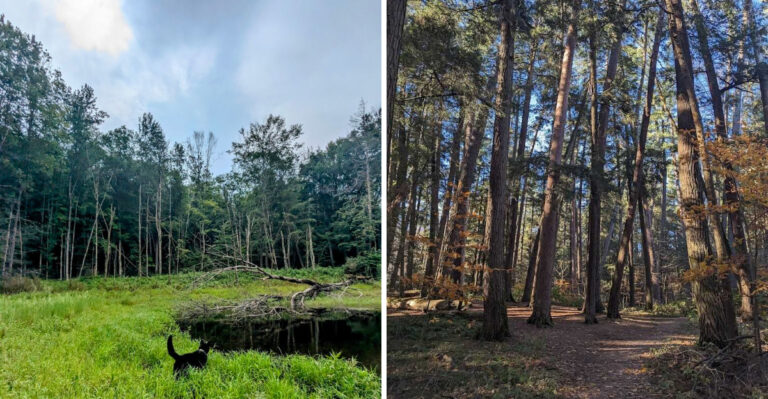 This Ancient Wisconsin Forest Is Home To Some Of The State’s Oldest Trees