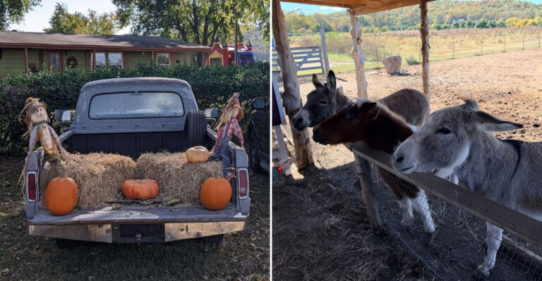 This Arkansas Berry Farm Offers A Fresh Pick-Your-Own Experience With Seasonal Fruits And Snacks