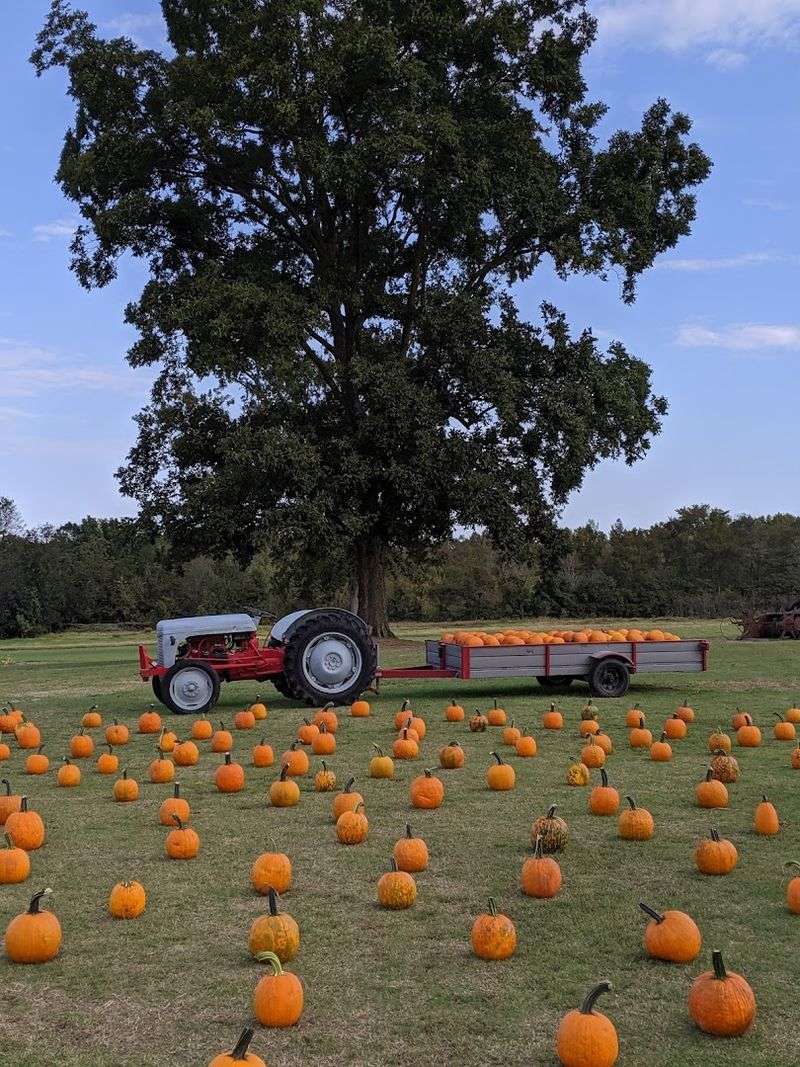 From Crop Fields To Fall Destination
