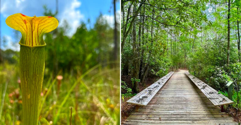 This Beautiful Mississippi Attraction Is One Of The State’s Best-Kept Secrets That Not Even Locals Know About