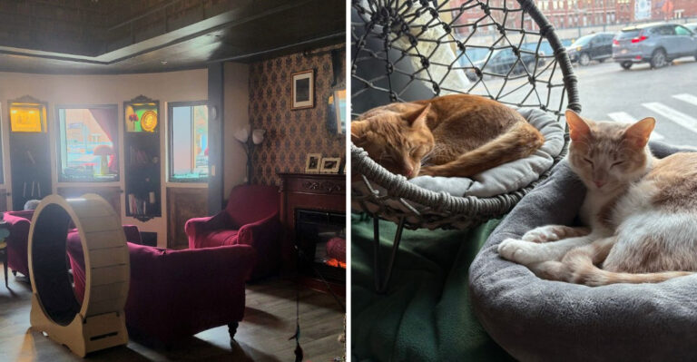 This Cat-Themed Cafe In Massachusetts Is A Dream Come True For Cat Fans