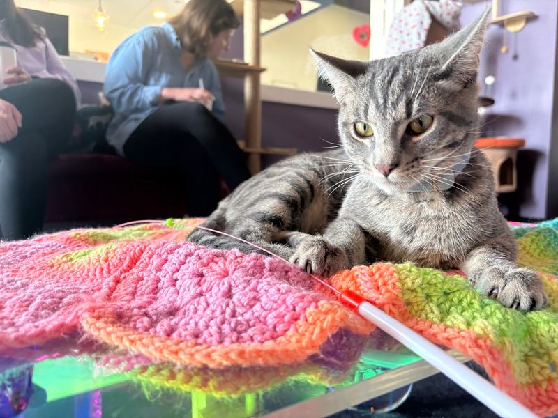 The Mid-South's Most Purr-fect Concept