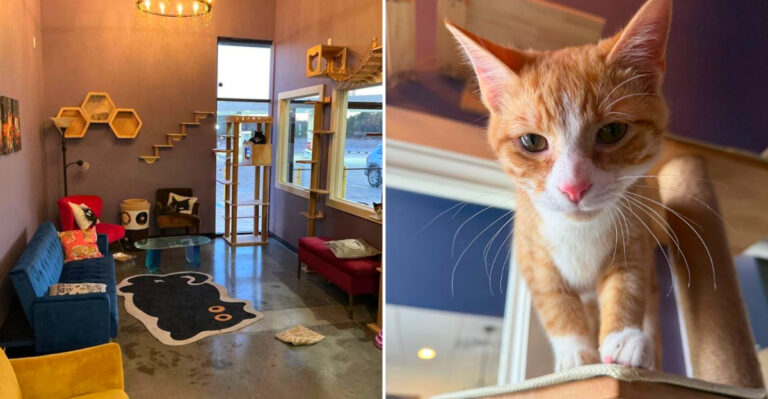 This Cat-Themed Cafe In Mississippi Is A Dream Come True For Real Cat Lovers