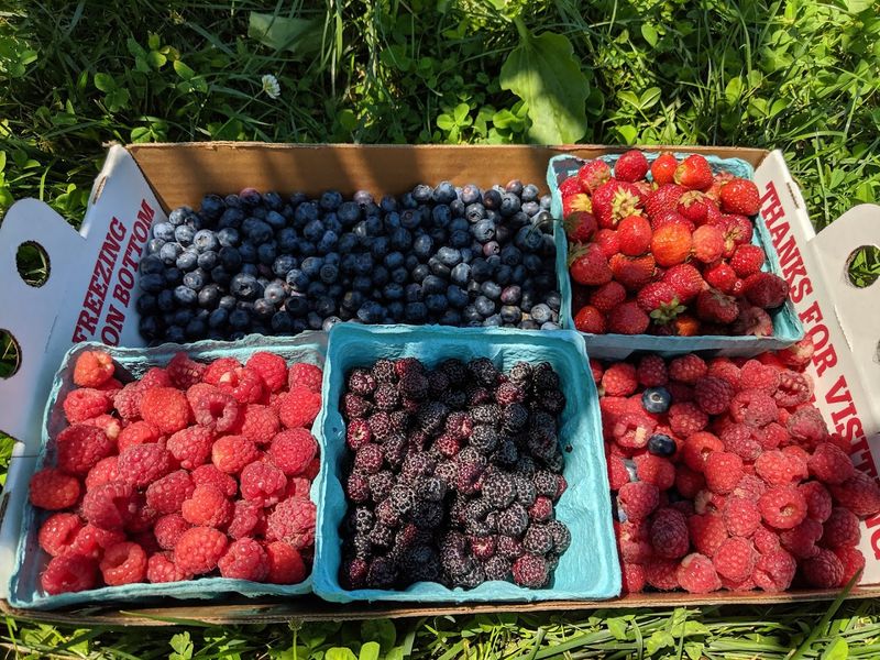Varieties Of Fresh Berries Available For Picking