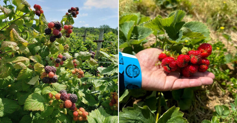 This Charming New Jersey Berry Farm Lets You Pick Fresh Fruit And Taste Delicious Homemade Treats