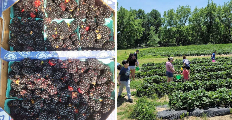This Classic Tennessee Orchard Lets You Pick Fresh Blackberries And Discover More Summer Treats