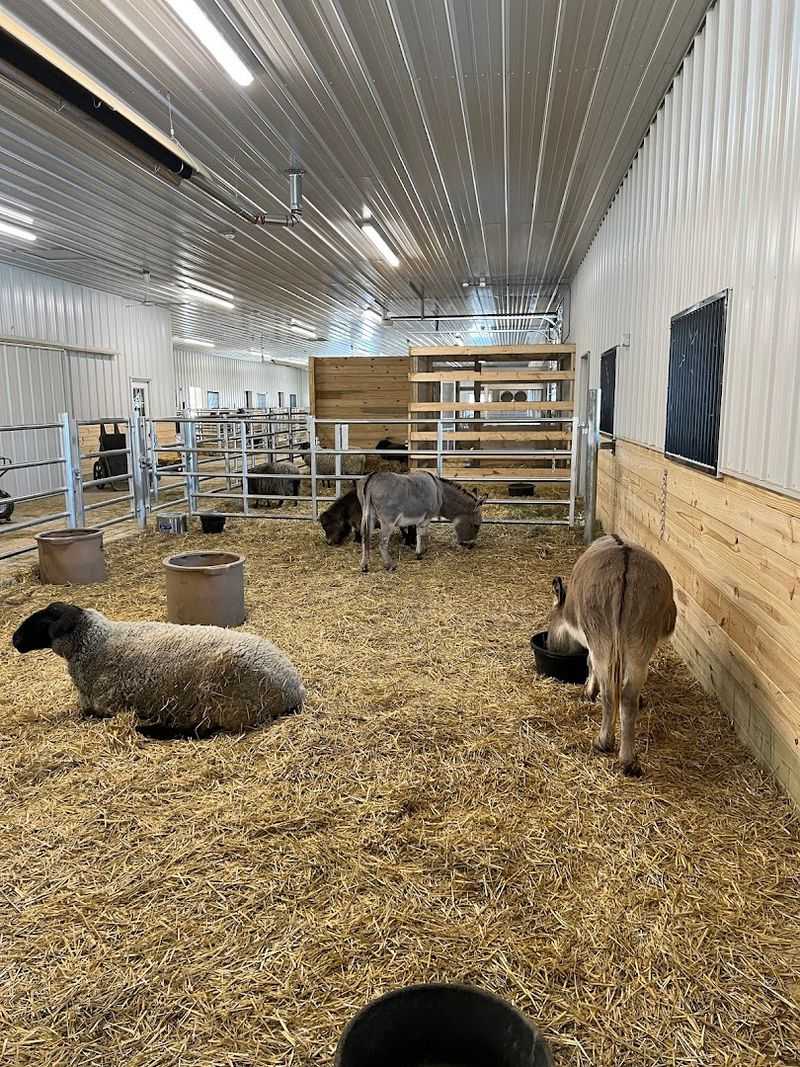 It Gives Rescued Farm Animals A Permanent Safe Home
