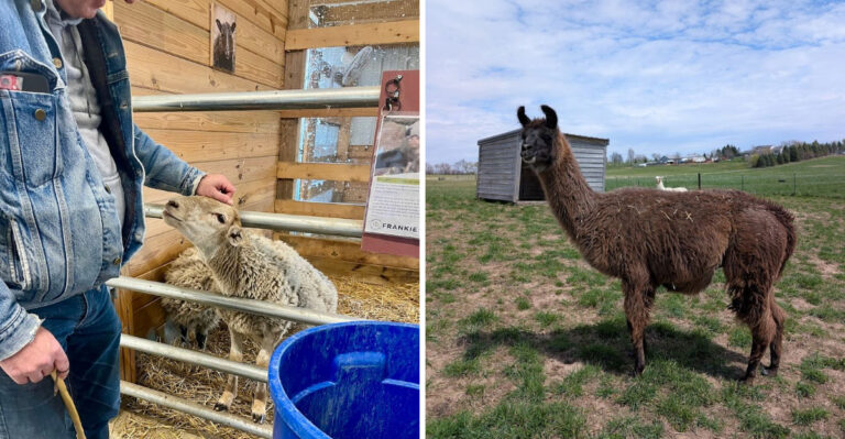 This Heartwarming Wisconsin Sanctuary Is A Safe Haven For Rescued Animals