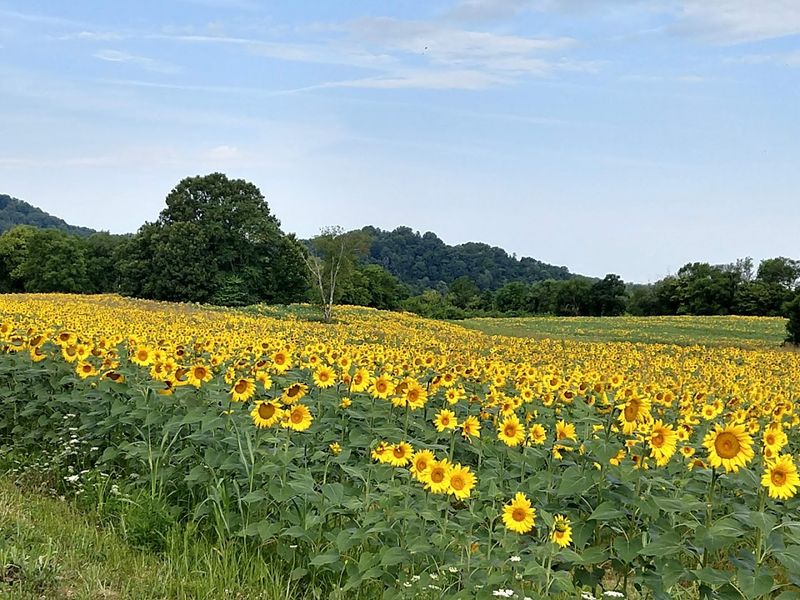 The Sunflower Fields That Stop You In Your Tracks