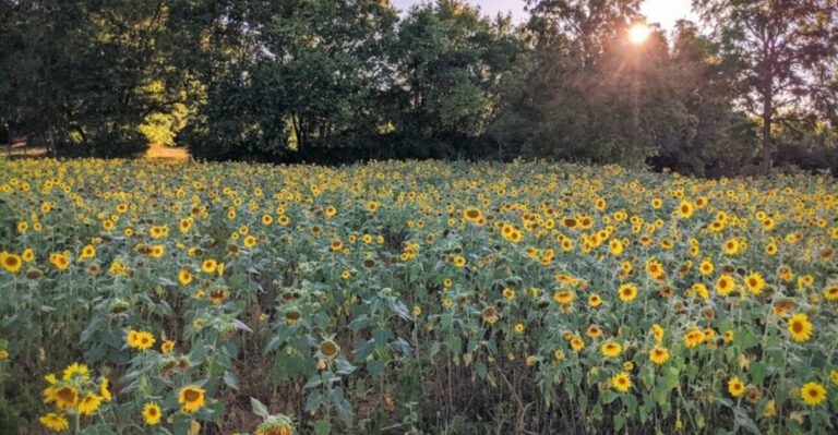 This Hidden Tennessee Wildlife Area Has A Sunflower Field Worth The Drive