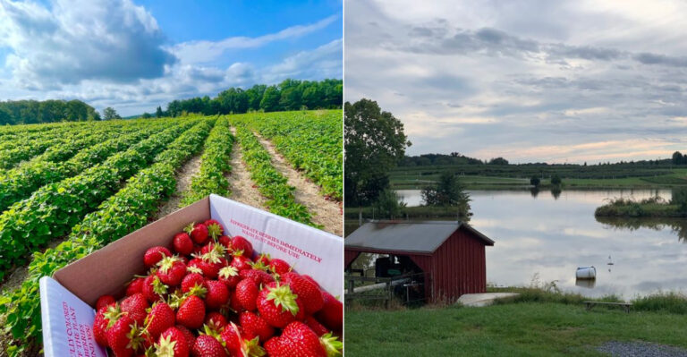 This Maryland Strawberry Farm Draws Long Lines For Pick-Your-Own Berries Every June