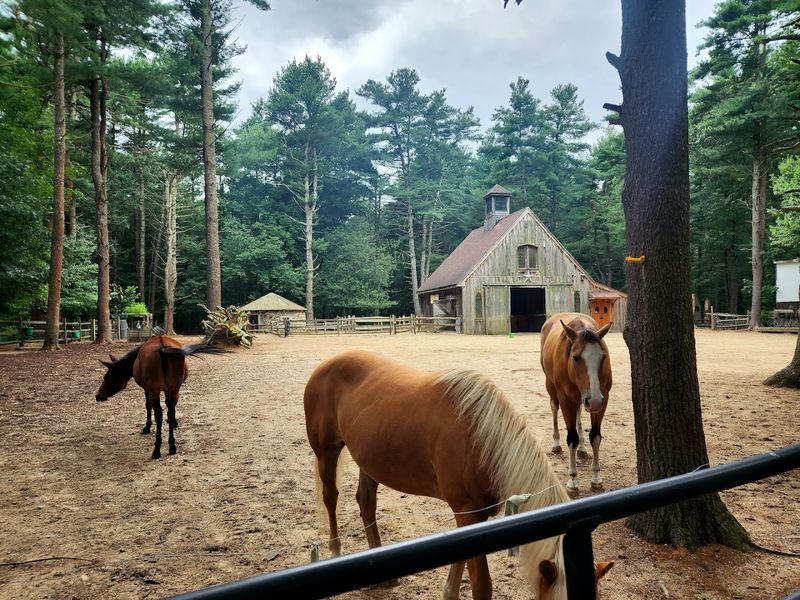 The Story Behind This Animal Sanctuary