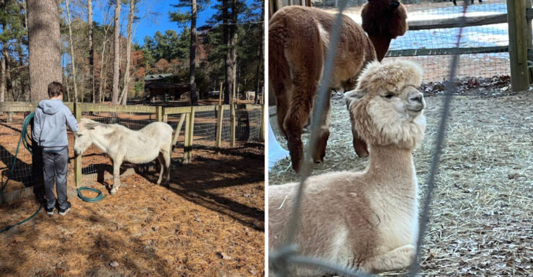 This Massachusetts Animal Sanctuary Offers One Of The Most Memorable Day Trips This Summer