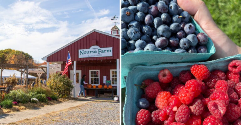 This Massachusetts Farm Lets You Pick Your Own Raspberries And Blueberries Right From The Field