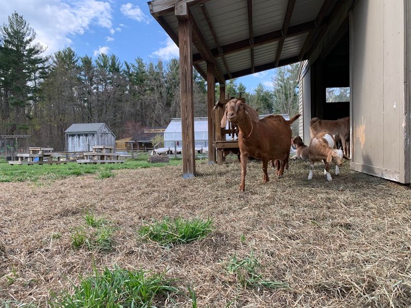 A Working Farm And Wildlife Sanctuary Combined Into One Destination
