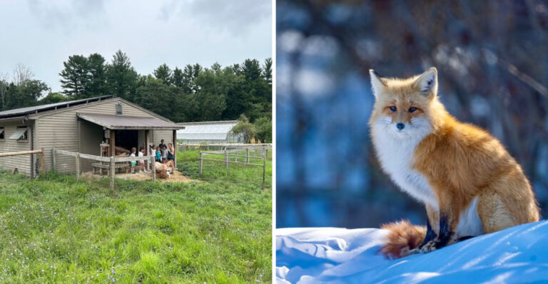 This Massachusetts Farm Works As A Wildlife Sanctuary Where Kids Can Meet Rescued Foxes And Owls