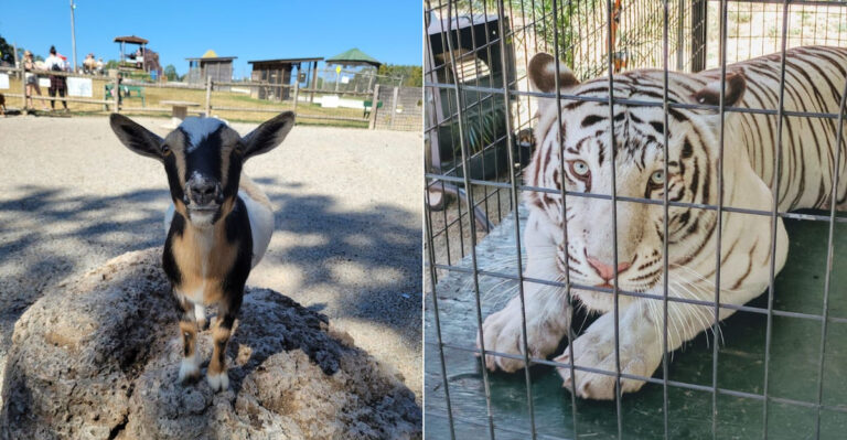 This Missouri Petting Farm Is The Perfect Weekend Adventure For Animal Lovers