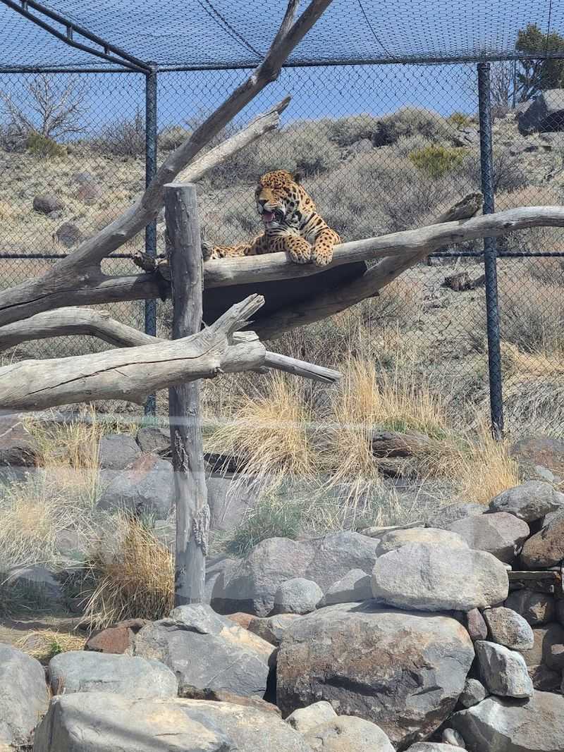 Animal Ark Gives Non-Releasable Wildlife A Permanent Home
