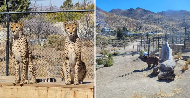 This Nevada Animal Sanctuary Lets Families Walk Past Wolves, Big Cats, And Bears