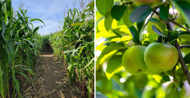 This New Hampshire Apple Orchard Is The Full Autumn Experience In One Place