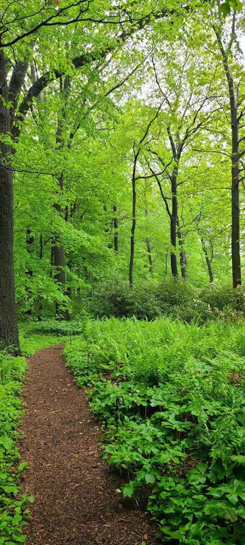 A Forest That Time Forgot