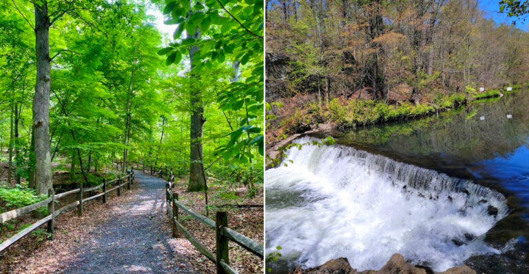 This New York Forest Is One Of The Last Places On Earth Where You Can Walk Among 400-Year-Old Ancient Trees