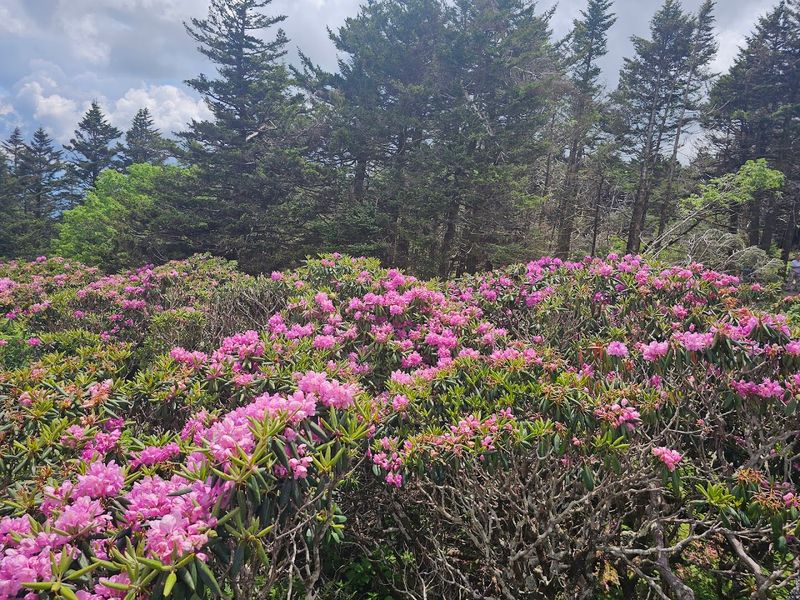 The Catawba Rhododendron Gardens That Turn The Mountain Pink